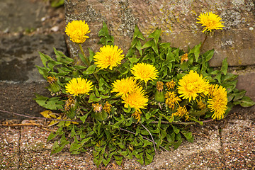 Image showing dandelion flower 