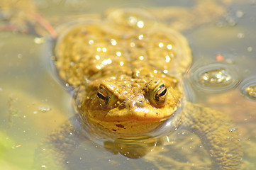 Image showing Toad in a pond