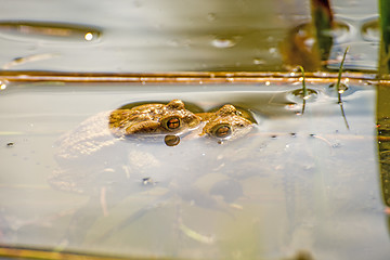 Image showing Toads during reproduction in a pond