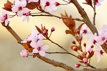 Image showing Japanese cherry blossom