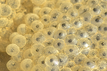 Image showing Spawn, macro of the eggs