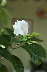 Image showing  white flowers
