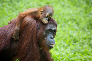 Image showing Borneo Orangutan