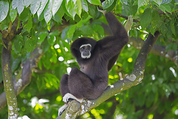 Image showing Gibbon Monkey