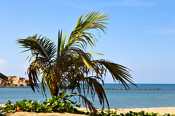 Image showing   asia in   bay the  koh phangan  isle white  beach     