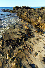 Image showing     madagascar    andilana beach seaweed in indian 