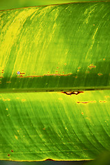 Image showing   background  of a  green  black   kho samui   the light   