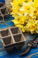 Image showing bouquet of blooming April daffodils