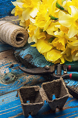 Image showing bouquet of blooming April daffodils