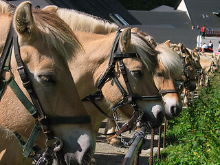 Image showing Brown norwegian horses