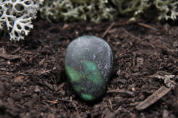 Image showing Zoisite on forest floor