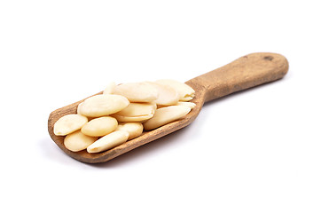 Image showing Blanched almonds on shovel