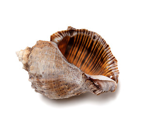 Image showing Empty shell from rapana venosa