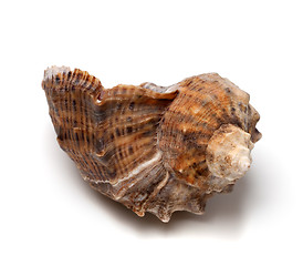 Image showing Shell from rapana venosa on white background.