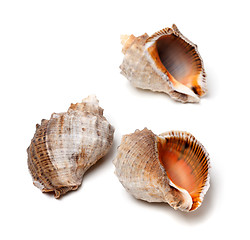 Image showing Three shells from rapana venosa