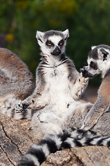 Image showing Ring-tailed lemur (Lemur catta)