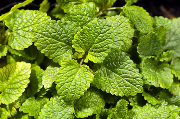 Image showing Lemon balm, also known as balm or balm mint