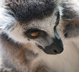 Image showing Ring-tailed lemur (Lemur catta)