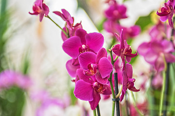 Image showing orchids 