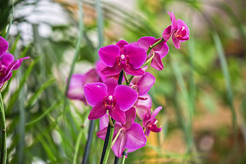 Image showing orchids 