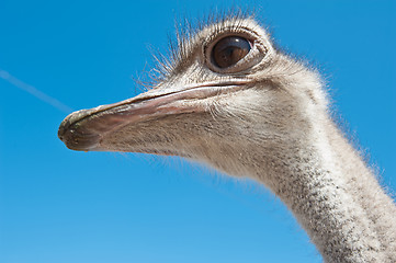 Image showing ostrich