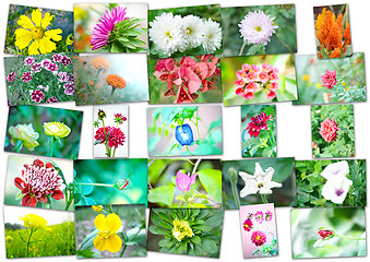 Image showing Collage of flowers