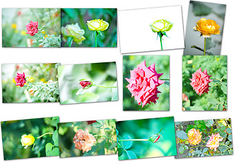 Image showing Collage of rose flower