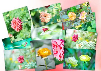 Image showing Collage of rose flower
