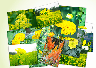 Image showing Collage of flowers