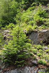 Image showing jeseniky mountains (czech republic)