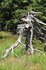 Image showing jeseniky mountains (czech republic)