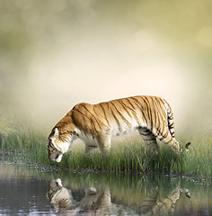 Image showing Tiger Near Pond