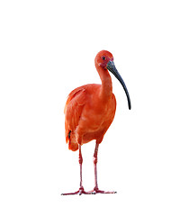 Image showing Scarlet Ibis