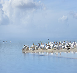 Image showing White Pelicans