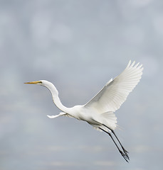 Image showing Great White Egret
