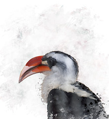 Image showing Hornbill Watercolor