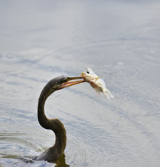 Image showing Anhinga Downing A Fish