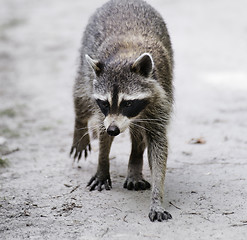 Image showing Raccoon  Walking