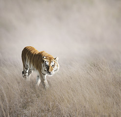 Image showing Tiger Walking