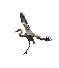 Image showing Great Blue Heron In Flight