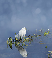 Image showing Snowy Egret