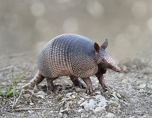 Image showing Nine-banded Armadillo