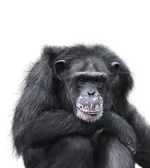 Image showing Black Chimpanzee