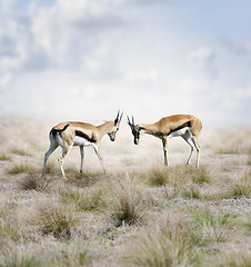 Image showing Thomson\'s Gazelles