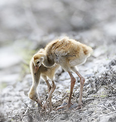 Image showing Sandhill Crane Chicks 