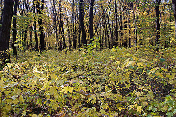 Image showing forest