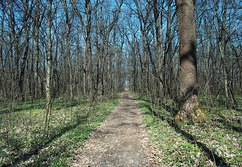 Image showing forest track