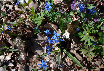 Image showing snowdrop