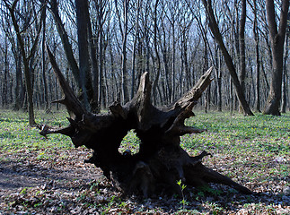 Image showing tree root