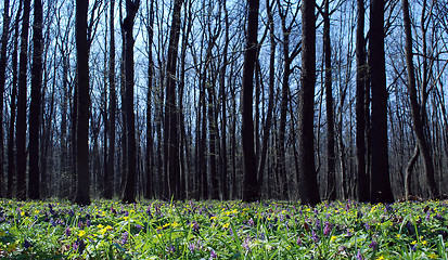 Image showing trees flowers